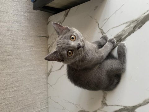 İri yapılı show kalite erkek british shorthair yavru