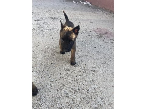 A kalite koyu belçika malinois yavruları