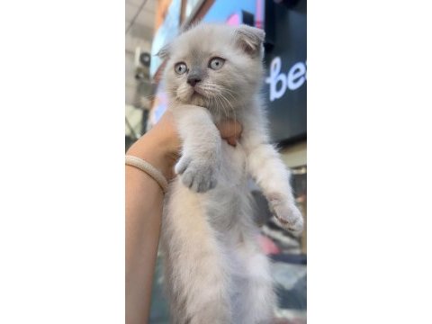 Scottish fold erkek blue point