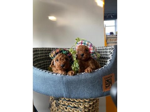 Kilo ve boy garantili poodle