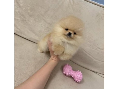 Ayıcık surat gerçek pomeranian boo yavrular