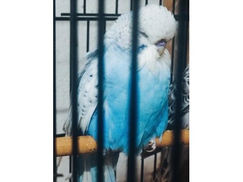 Maşallah show jumbo muhabbet kuşu damızlık ve yavrular