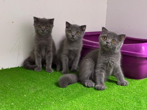 Irk ve sağlık garantili scottish fold