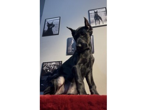 Simsiyah egzotik doberman bebekler
