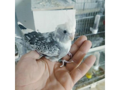 Sultan papağanı el beslemesi yavrular mevcuttur