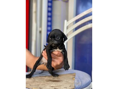 Pug mops siyah yavrular