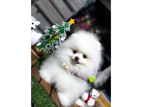 Pomeranian boo yavrular