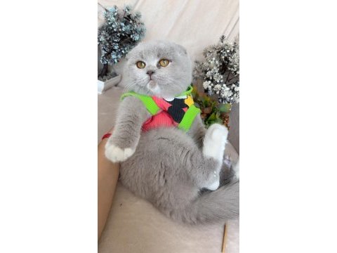 Mükemmel kız bebeklerim scottish fold top kafalar