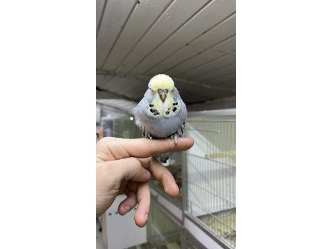 Show jumbo yavrular üst vasıf muhabbet kuşu