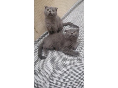 65 günlük yavru british longhair