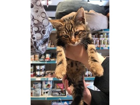 Ücretsiz yavru kedi sahiplendirme