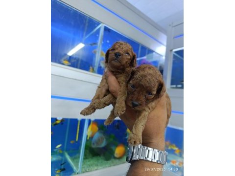 Red brown toy poodle bebekler