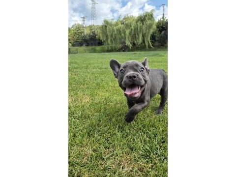 Blue french bulldog yavruları istanbul 
