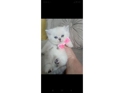 Dişi british shorthair yavrumuza yuva (uyguna)