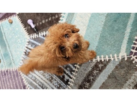 Teacup boy poodle
