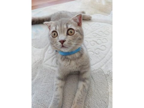 Satılık kedi scottish fold