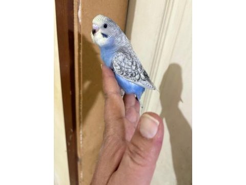 29-33 günlük arası yeni yeme düşen kuşlarım
