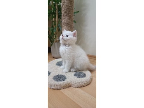 Full şecereli anne babadan safkan erkek kedimiz