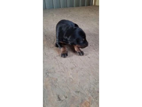 Kaliteli doberman yavruları