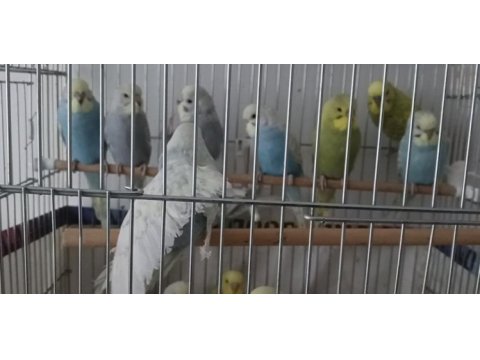 Muhabbet kuşu bebekler