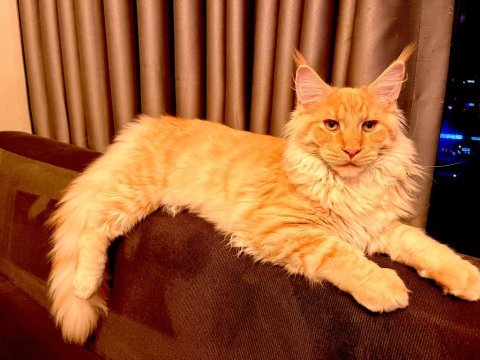 11 aylık sağlıklı erkek maine coon