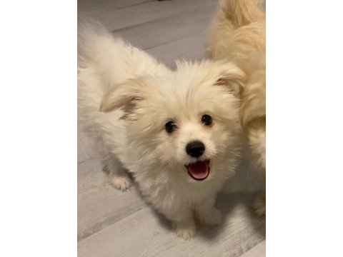 Havanese terrier ile foxy pomeranian kırması