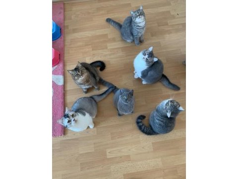 Scottish shorthair yavrumuz ömürlük yuva arıyor