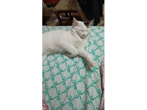 Çiftleştirme 7 aylık kedimiz