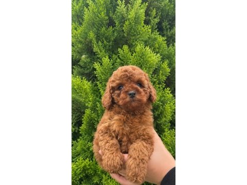 Poodle yavrular yuvasını arıyor