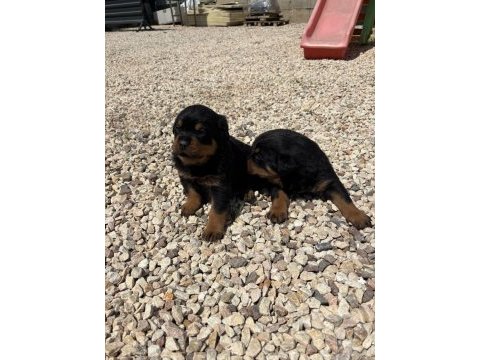 Üst segment dişi erkek rottweiler bebekler