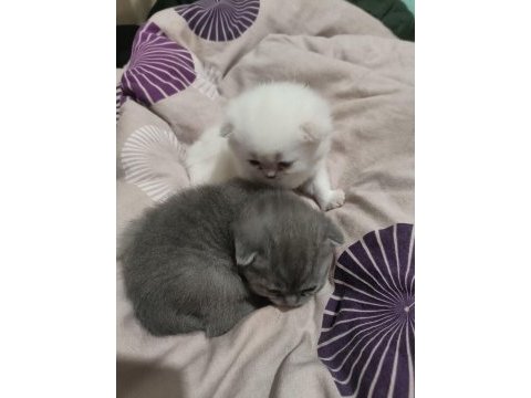 British shorthair iki tane 21 günlük