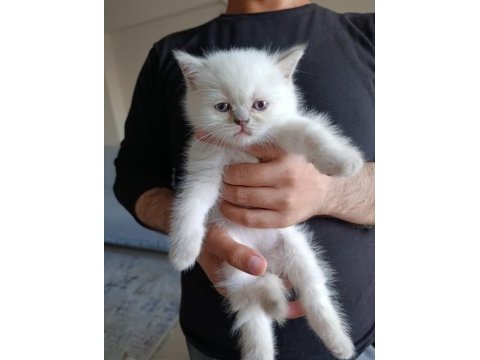 British shorthair bluepoint
