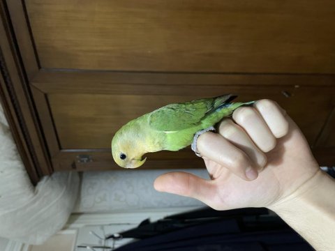 Yavru erkek sevda papağanı