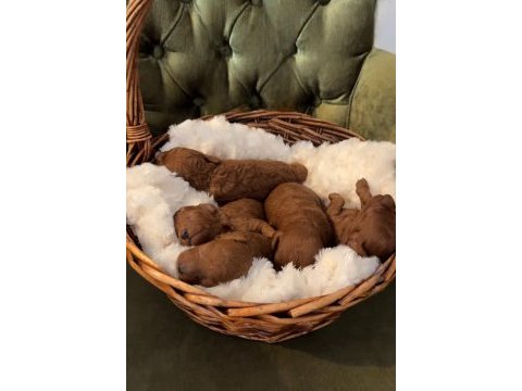 Red toy poodle bebekler