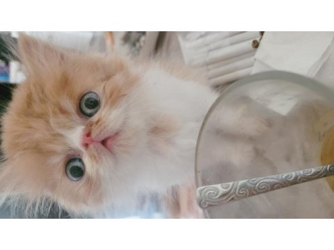Turuncu egzotic tatlı kuzucuk exotic shorthair