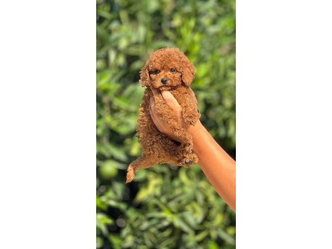 Show kalite redbrown toy yavrularımız