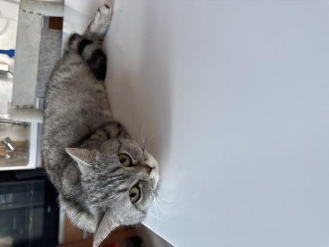 British shorthair kedimize yuva arıyoruz