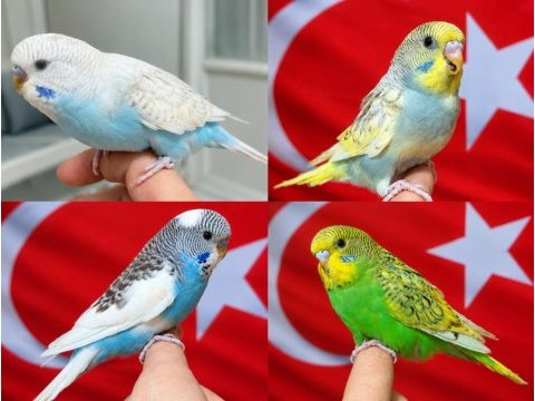 Sağlıklı muhabbet kuşu yavrular