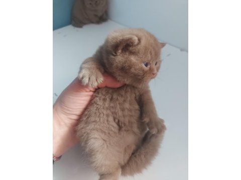Cınnamon dişi erkek brıtısh shorthaır yavrularımız