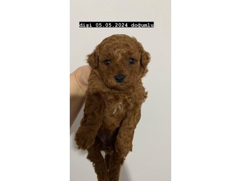 Toy poodle bebekler