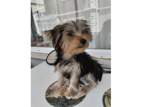 Çok akıllı yorkshire terrier çocuklarım