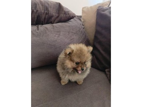 Orijinal saf pomeranian boo