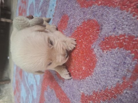 Yavru golden retriever