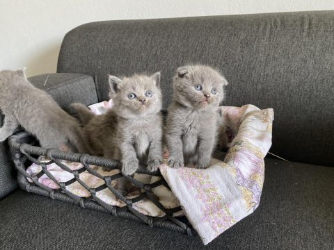 Gri british shorthair yavrular