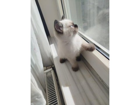 British shorthair bluepoint erkek yavru