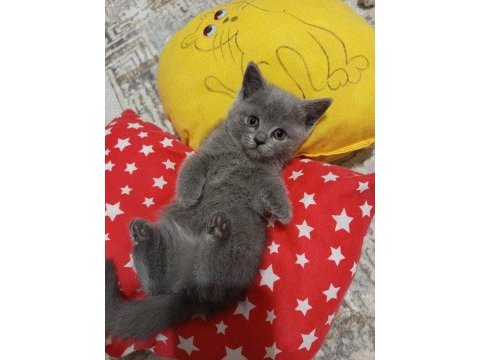 2 aylık british shorthair miniğim yeni yuvasına hazır