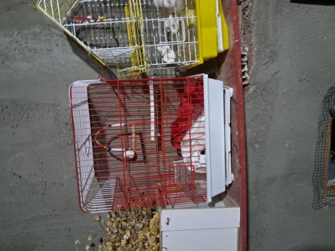 Kafes cıftlı teklı yumurtalık