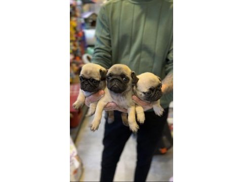 Irk ve sağlık garantili - pug mops bebekler