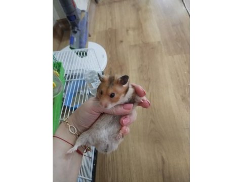 Hamster dişi