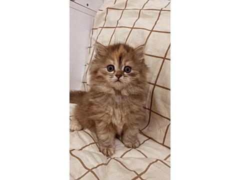 Prenses british longhair kızımıza yuva aranıyor